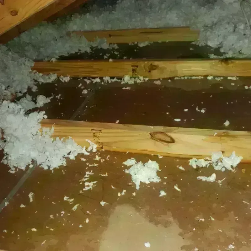 Attic Water Damage in Newton County, TX