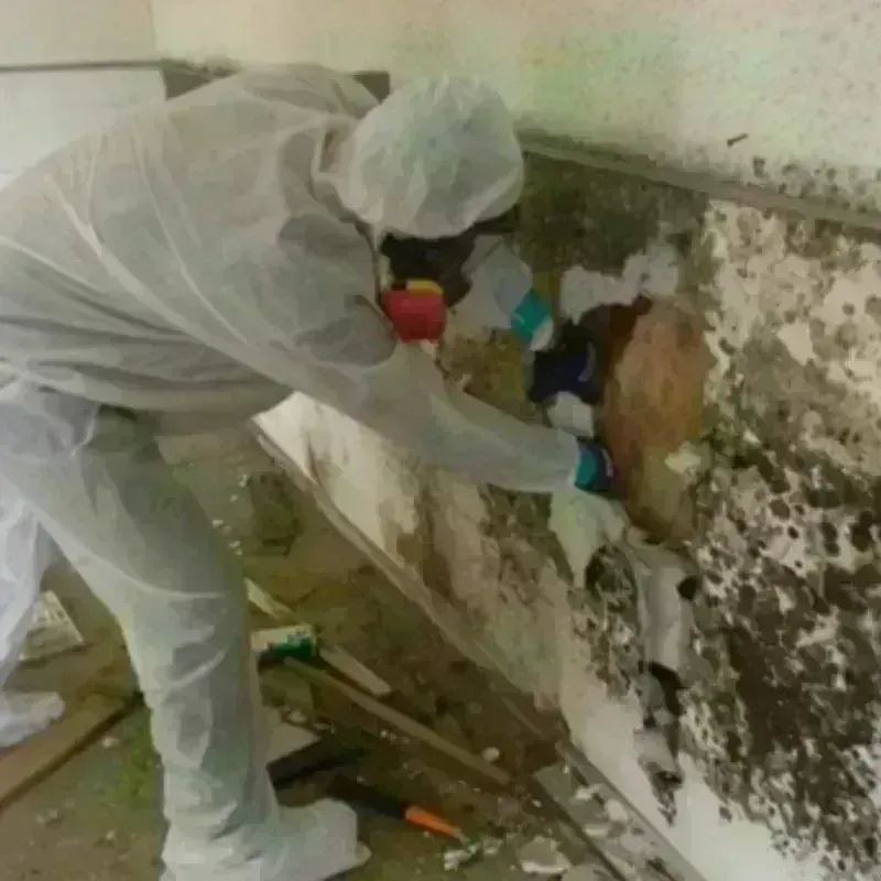 Mold Remediation and Removal in Newton County, TX